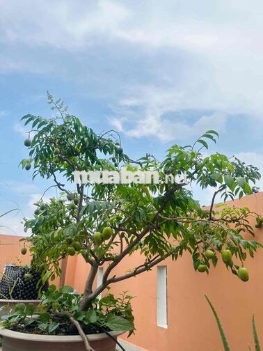 Bán nhà Hướng Nam mát mẻ, đường 5m, sân vườn, nội thất gỗ căm xe xịn