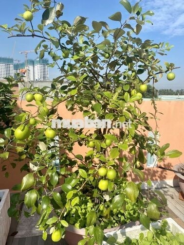 Bán nhà Hướng Nam mát mẻ, đường 5m, sân vườn, nội thất gỗ căm xe xịn