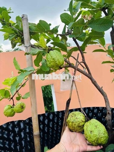 Bán nhà Hướng Nam mát mẻ, đường 5m, sân vườn, nội thất gỗ căm xe xịn