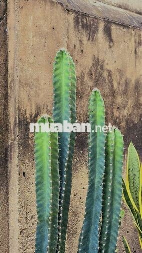 nhà thuê cạnh nhà thờ Thuận Phát,trần xuân soạn