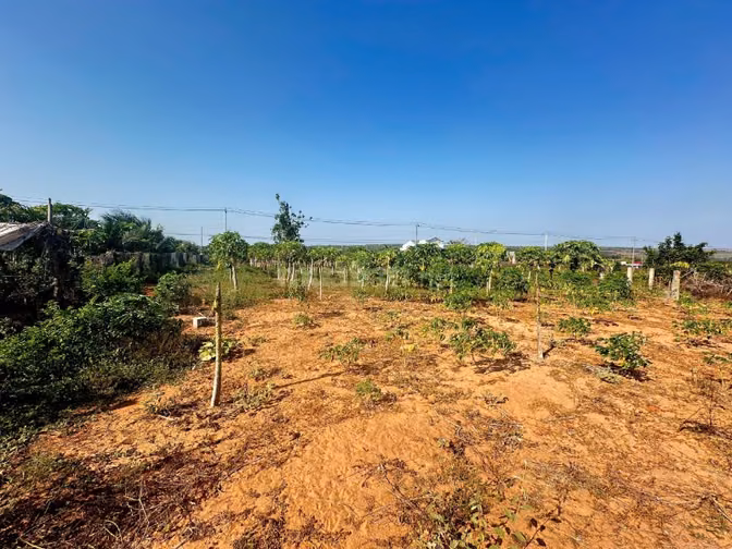 Công ty đấu giá hợp danh Sao Việt 
