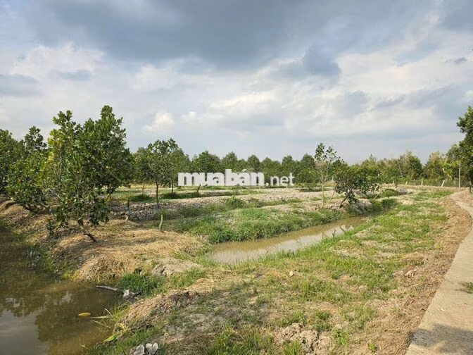 ĐẤT NHÀ VƯỜN 6300M²(N25×DÀI100) 410M²TC R XẺO CUI, TÂN THỚI PHONG ĐIỀN