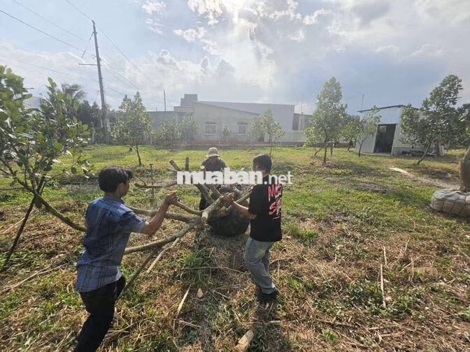 ĐẤT NHÀ VƯỜN 6300M²(N25×DÀI100) 410M²TC R XẺO CUI, TÂN THỚI PHONG ĐIỀN