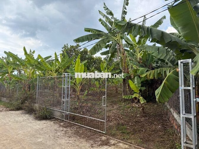 Chủ ngộp vườn Gia Kiệm lô 1300m² có sẵn vườn trái cây giá chỉ 1.2tỷ.