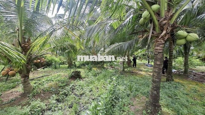 Bán 3900m² đất CLN giá rẻ gần bệnh viện đa khoa mới Tiền Giang