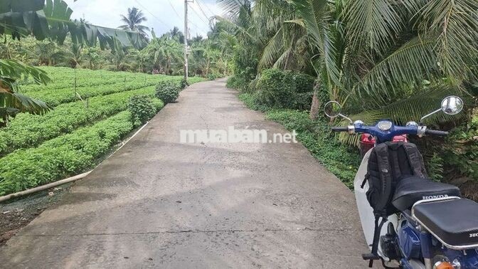 Bán 3900m² đất CLN giá rẻ gần bệnh viện đa khoa mới Tiền Giang