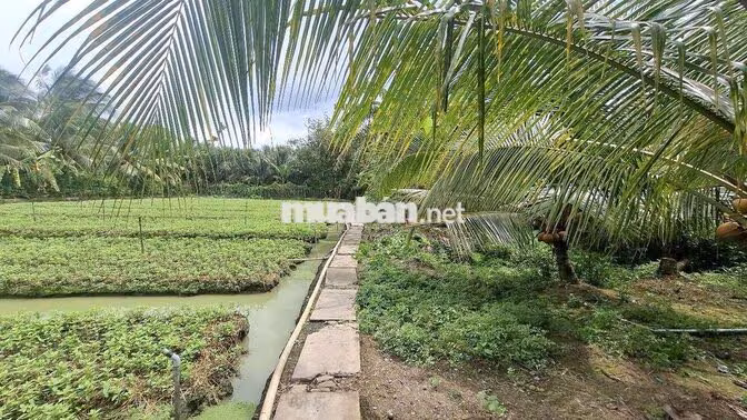 Bán 3900m² đất CLN giá rẻ gần bệnh viện đa khoa mới Tiền Giang