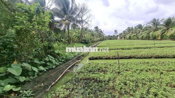 Bán 3900m² đất CLN giá rẻ gần bệnh viện đa khoa mới Tiền Giang