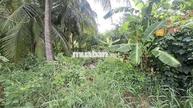 Bán 3900m² đất CLN giá rẻ gần bệnh viện đa khoa mới Tiền Giang