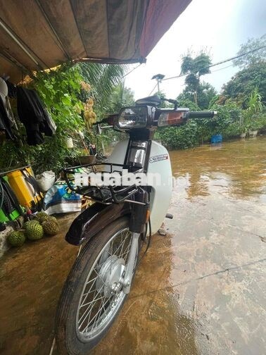 Honda Dream Nâu, Trắng Xe số