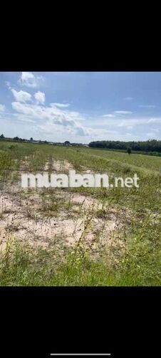 bán đất mặt tiền đường ( đang quy hoạch 20m)