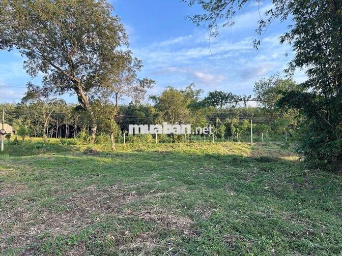 Chính chủ bán đất 250m²/lô có TC, mặt tiền nhựa, giá từ 350 triệu