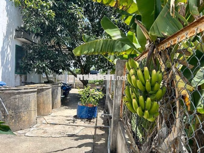 Đất thổ cư 1000 m2 mặt tiền đường ĐT 818 Tân Thành Thủ Thừa Long An cũ