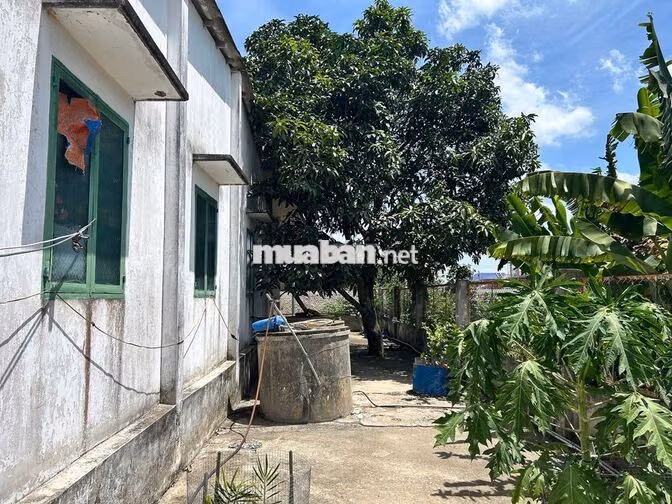 Đất thổ cư 1000 m2 mặt tiền đường ĐT 818 Tân Thành Thủ Thừa Long An cũ