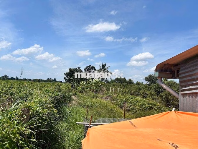Đất thổ cư 1000 m2 mặt tiền đường ĐT 818 Tân Thành Thủ Thừa Long An cũ