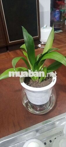 CHO THUÊ NHÀ NGUYÊN CĂN – GẦN VIỆN NÔNG NGHIỆP 