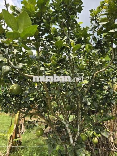 Bán 9932m2 Đất Giáp Suối Lớn - Có Sẵn Thổ Cư - Mặt Tiền Nhựa Lớn