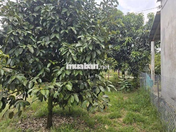 Bán 9932m2 Đất Giáp Suối Lớn - Có Sẵn Thổ Cư - Mặt Tiền Nhựa Lớn