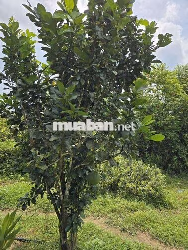 Bán 9932m2 Đất Giáp Suối Lớn - Có Sẵn Thổ Cư - Mặt Tiền Nhựa Lớn