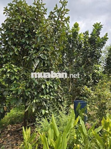 Bán 9932m2 Đất Giáp Suối Lớn - Có Sẵn Thổ Cư - Mặt Tiền Nhựa Lớn