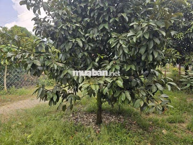 Bán 9932m2 Đất Giáp Suối Lớn - Có Sẵn Thổ Cư - Mặt Tiền Nhựa Lớn