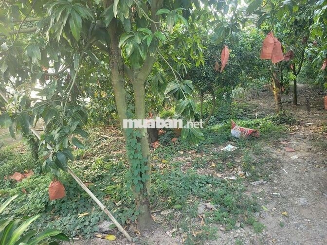 Nhà bán đất nền mặt tiền đường nối ĐT957, xã Khánh Bình, tỉnh An Giang