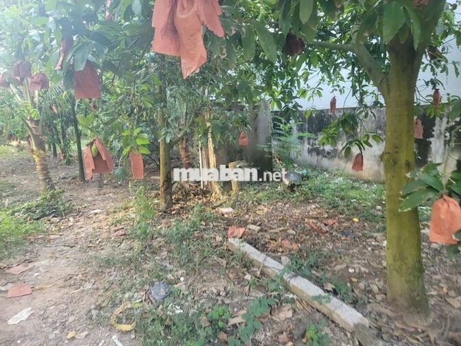 Nhà bán đất nền mặt tiền đường nối ĐT957, xã Khánh Bình, tỉnh An Giang