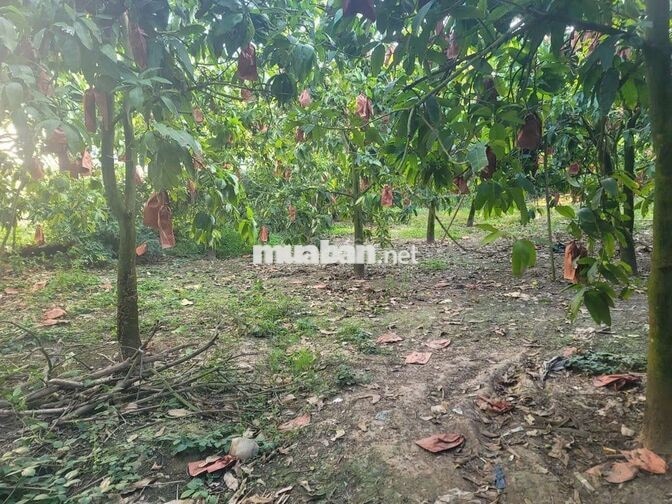Nhà bán đất nền mặt tiền đường nối ĐT957, xã Khánh Bình, tỉnh An Giang