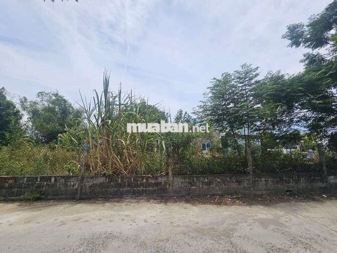🔥 ĐẤT HÒA XUÂN GIÁ TỐT – 133,2m² – ĐƯỜNG BÊ TÔNG 5M – SỔ ĐỎ CHÍNH CHỦ 
