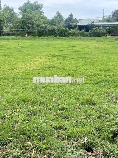 1000 M2 đất lúa ấp Đức Hạnh 1, Đức Lập Hạ