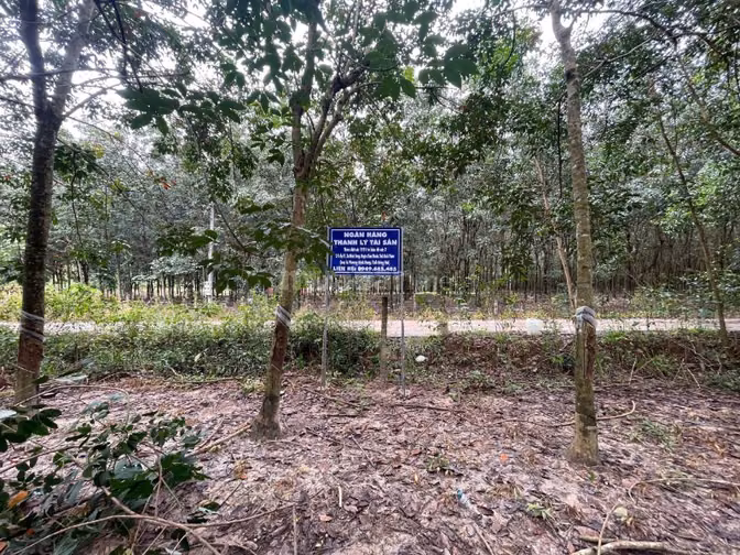Công ty Đấu giá hợp danh Lam Sơn Sài Gòn THÔNG BÁO ĐẤU GIÁ TÀI SẢN