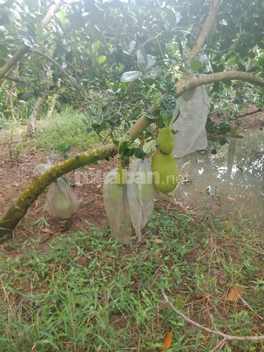 CẦN BÁN 3,7 CÔNG MÍT THÁI ĐANG CHO TRÁI KV ĐÔNG HÒA HIỆP, CÁI BÈ, TG