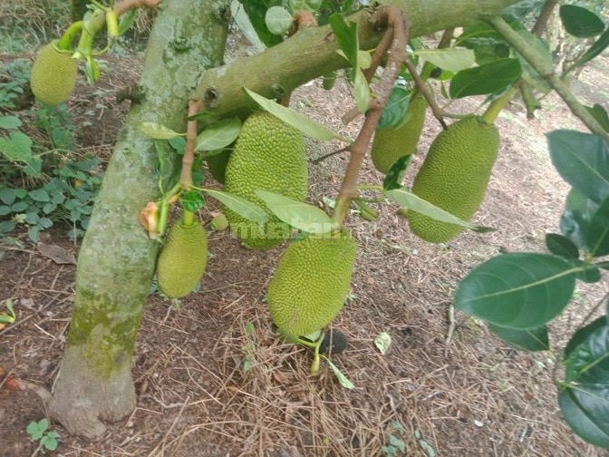 CẦN BÁN 3,7 CÔNG MÍT THÁI ĐANG CHO TRÁI KV ĐÔNG HÒA HIỆP, CÁI BÈ, TG