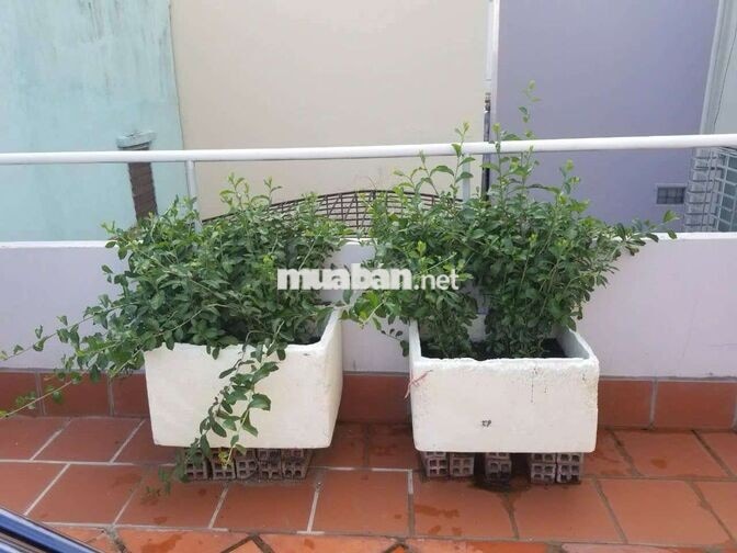  CHO THUÊ NHÀ NGUYÊN CĂN – NGUYỄN THỊ THẬP, Q7
