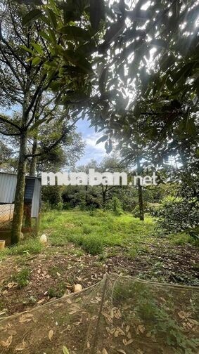 đất vườn sầu riêng có nhà sẵn 1.000m chỉ 2,3ty Thương lượng