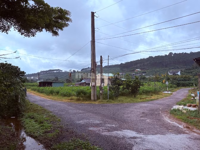 BÁN GẤP ĐẤT VIEW RỪNG THÔNG B'LÁ - THƯƠNG LƯỢNG GIÁ TỐT - CHÍNH CHỦ