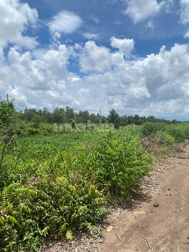 Bán đất vườn Tân An Hội, Củ Chi