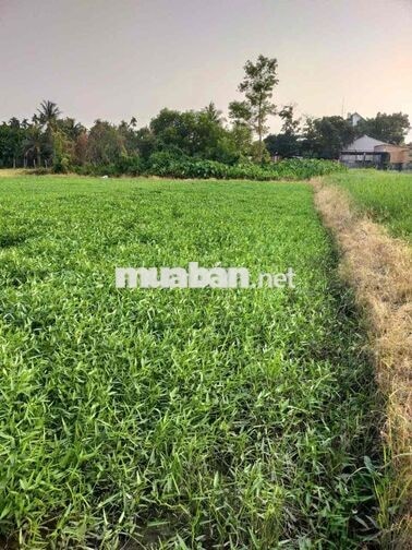 -  Chủ gửi  - chinh chủ gửi bán lo đất Nhị Bình cũ nay xã Đông  Thạnh