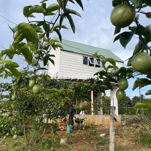 🏡 BÁN ĐẤT TẶNG NHÀ, GẦN CHÙA BÁT NHÃ – 2 MẶT TIỀN ĐƯỜNG NHỰA 8m & 6m,