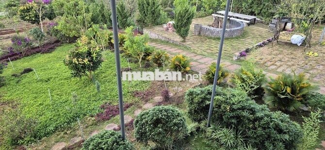 cho thuê nhà biệt thự vườn 6000m2