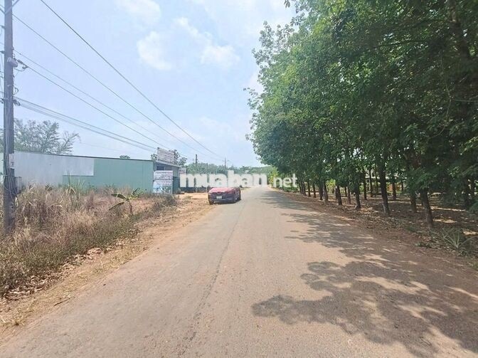 BÁN GẤP ĐẤT TẠI BÌNH PHƯỚC GIÁ RẺ