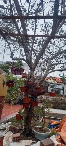 Bán cây vú sữa quả tím tán đẹp vanh 60