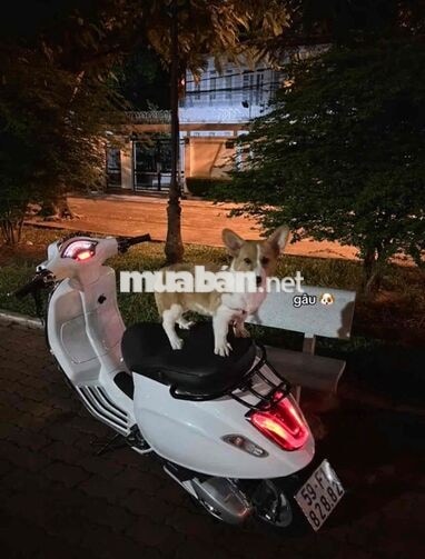 Piaggio Vespa Sprint Trắng ngọc trinh