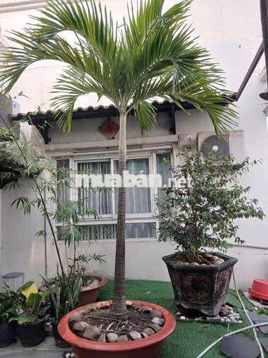 cần bán Penthouse , chung cư Thái An 2