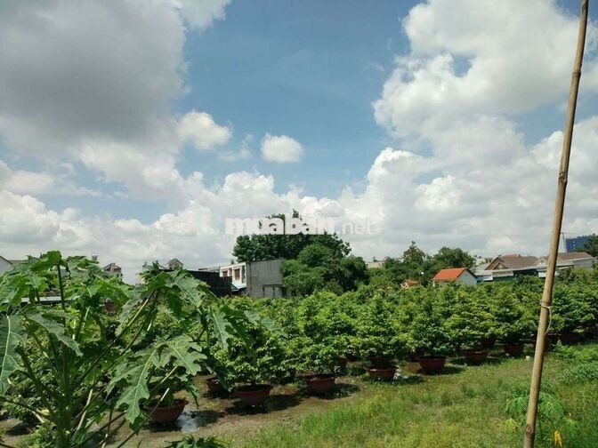 Phòng trọ nằm trong hẻm an ninh, hai bên là vườn cây sạch sẽ, mát mẻ.