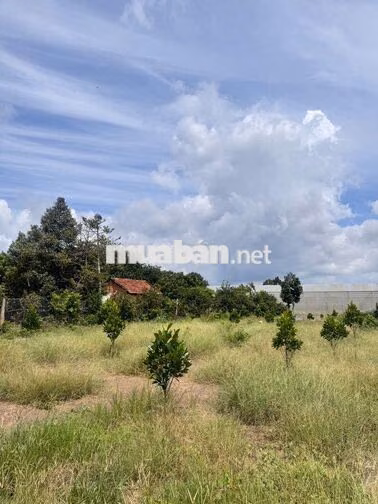 BÁN ĐẤT 4074M2 GIÁ 590TR, SỔ HỒNG SẴN, MT ĐƯỜNG 16M TẠI TRUNG TÂM XÃ