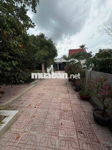 Chủ ngộp bán gấp nhà vườn 287m² Thuận An, giá tốt 3 tỉ 2