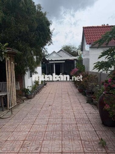 Chủ ngộp bán gấp nhà vườn 287m² Thuận An, giá tốt 3 tỉ 2