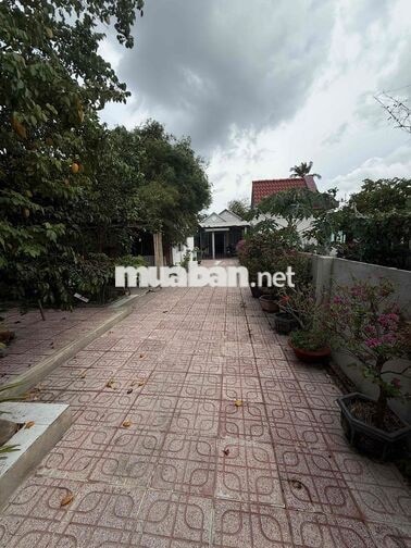 Chủ ngộp bán gấp nhà vườn 287m² Thuận An, giá tốt 3 tỉ 2