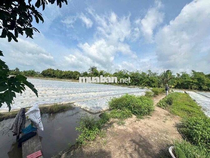 Gần 2 Công Đất Lúa Gần Lộ 40M Nguyễn Văn Linh